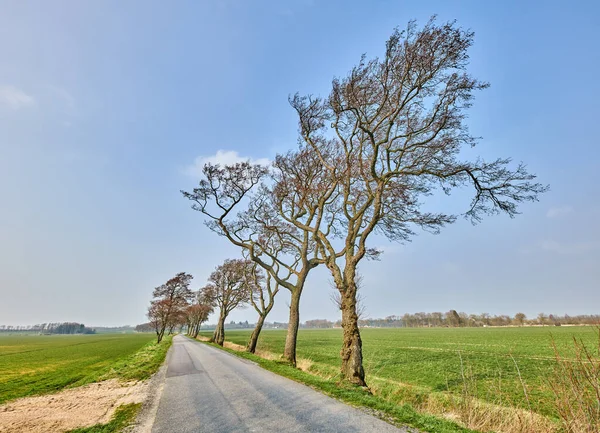 Landscape Open Road Leaning Trees Due Strong Winds Beautiful Windy — Φωτογραφία Αρχείου