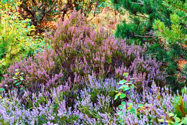 Heather Growing Wild Forest Beautiful Landscape Purple Flower Flourishing Nature — Stok fotoğraf