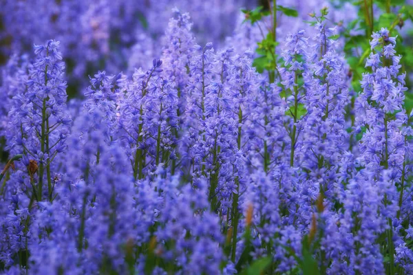 Purple Flower Garden Spring Landscape Floral Bluebell Scilla Siberica Field — Stock Photo, Image