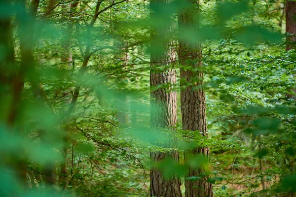 Listnatá Malebná Krajina Čerstvě Zelenými Listnatými Stromy Odlehlém Přírodním Prostředí — Stock fotografie