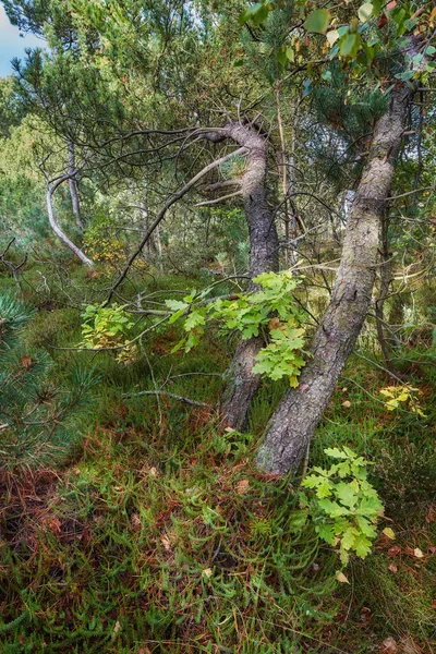 Dennenbomen Een Wild Bos Natuur Landschap Van Veel Planten Struiken — Stockfoto