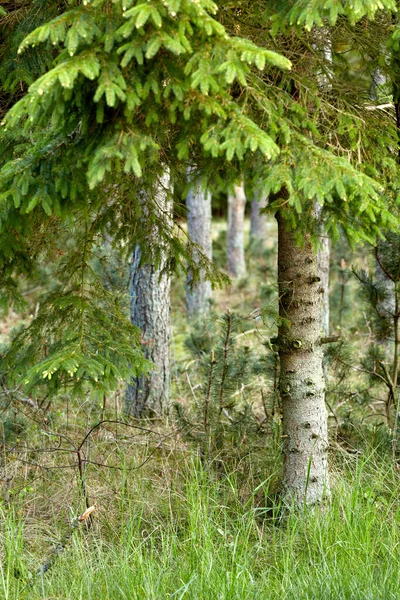 Environmental nature conservation and reserve of pine trees in a remote, coniferous forest in a serene, peaceful and calm countryside. Landscape of fir, cedar plants growing in quiet woods in Norway.