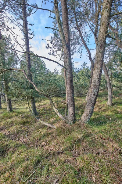 Pine trees growing in a forest with dry grass against a blue sky. Landscape of tall and thin tree trunks with bare branches in nature during autumn. Uncultivated and wild shrubs growing in the woods.