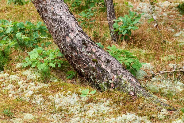 Scenic Lush Natural Landscape Wooden Texture Old Bark Sunny Day — Foto de Stock