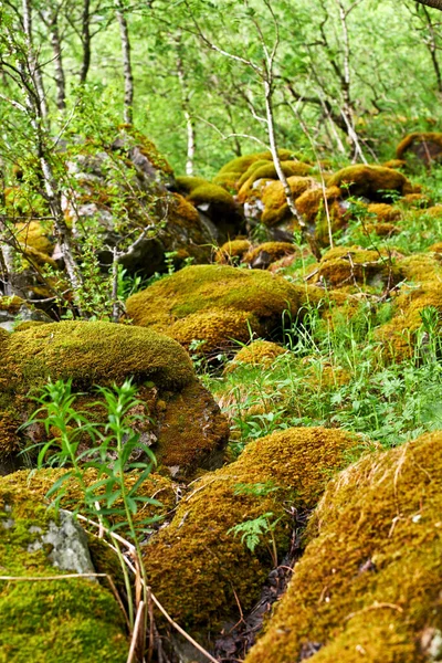 Árboles Forestales Rocas Cubiertas Musgo Amarillo Entorno Remoto Naturaleza Vista —  Fotos de Stock