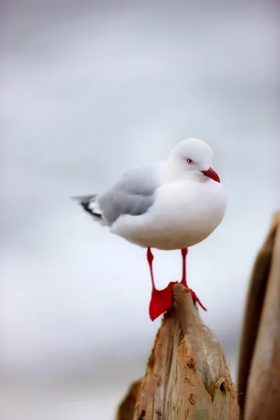 One Seagull Sitting Pier Blurred Grey Background Cute Clean Marine — Stok Foto