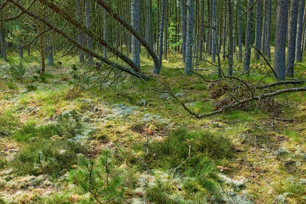 Втрачені Сосни Після Шторму Або Сильного Вітру Нахиляється Пошкоджується Лісі — стокове фото