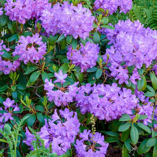 Purple Rhododendron Growing Flowerbed Backyard Garden Violet Plants Blooming Blossoming — Photo