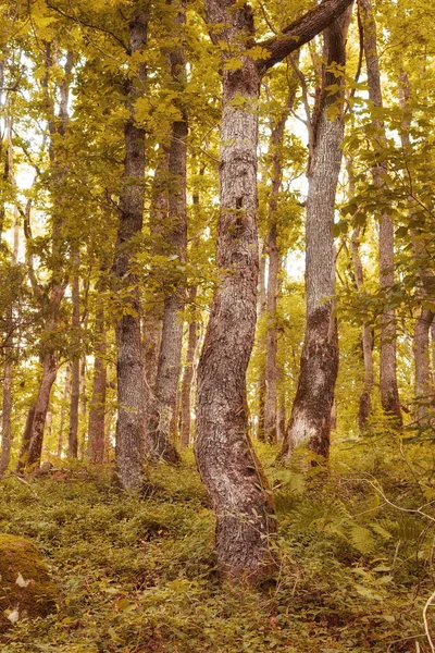 Ландшафт Вигляді Соснового Лісу Німеччині Лютий Осінній Листям Лісі Далекої — стокове фото