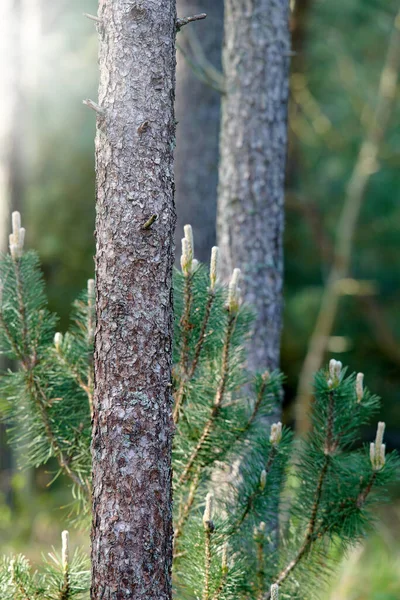 Textura Casca Árvore Esfoliação Verde Exuberante Crescendo Uma Localização Remota — Fotografia de Stock