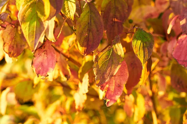 Bright Vibrant Autumn Leaves Sunny Afternoon Outdoors Forest Closeup Golden — ストック写真