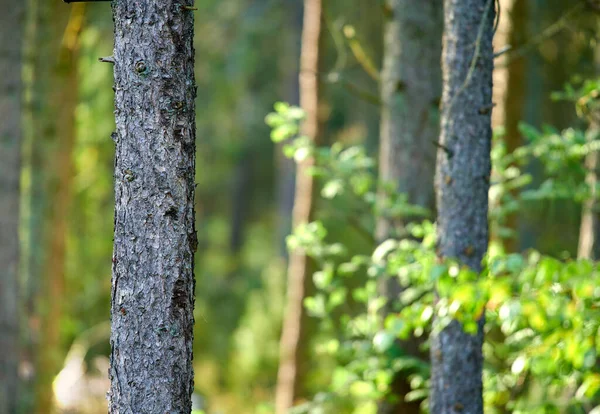 Widok Dzikie Jodły Cedr Lub Sosny Rosnące Odległych Lasach Wiejskich — Zdjęcie stockowe
