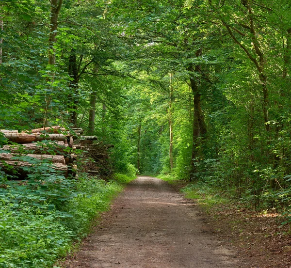 Secret and magical dirt road or pathway in a countryside leading to a mysterious forest where adventure awaits. Quiet scenery with a hidden path surrounded by trees, bushes, shrubs, lawn and grass.