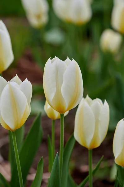 Тюльпаны Растут Зеленом Саду Фоне Природы Весной Парке Цветут Цветут — стоковое фото