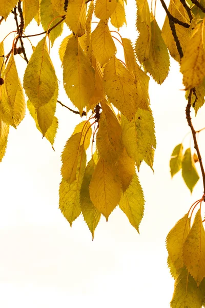 Closeup Colorful Autumnal Leaves Growing Tree Branches Isolated White Background —  Fotos de Stock