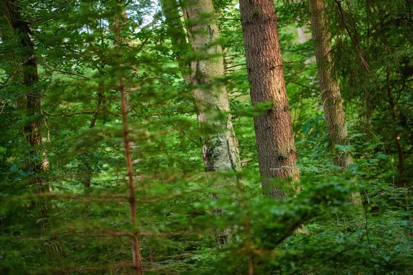 Багато Зелених Дерев Кущів Насиченому Лісі Мальовничий Природний Пейзаж Порожніх — стокове фото