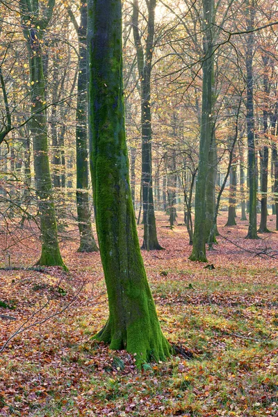 Много Деревьев Лесу Осенью Много Стволов Деревьев Покрытых Мхом Лесу — стоковое фото