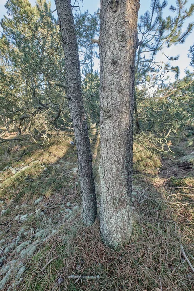 Closeup Pine Tree Trunk Growing Boreal Woodland Distorted View Coniferous — Stockfoto