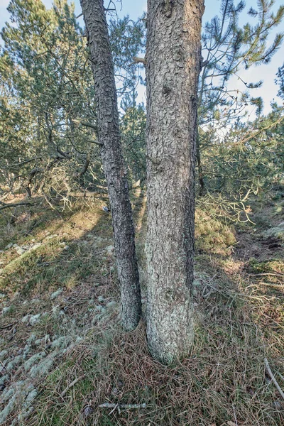 Closeup Pine Tree Trunk Growing Boreal Woodland Distorted View Coniferous — 스톡 사진