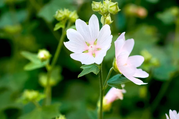 Witte Engel Wrightia Antidysenterie Bloemen Groeien Een Groene Achtertuin Tuin — Stockfoto