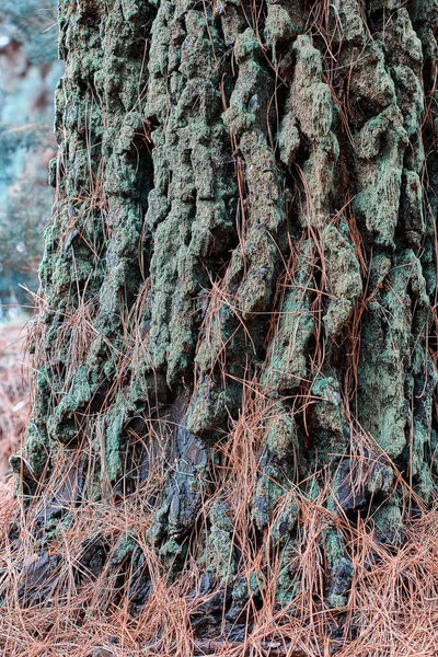 Closeup Pine Tree Bark Forest Autumn Morning Wild Nature Twigs — Stock Photo, Image