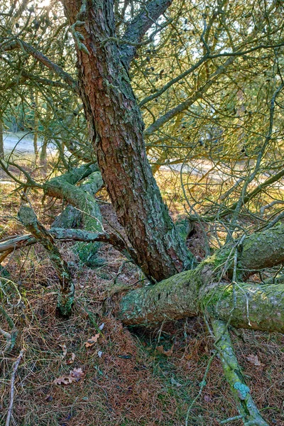Pinhais Emaranhados Numa Floresta Paisagem Natural Troncos Árvores Velhas Cobertos — Fotografia de Stock