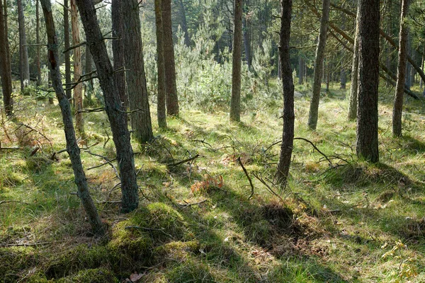 Slanke Stammen Van Geplante Pijnbomen Een Verlaten Bos Natuur Vredig — Stockfoto