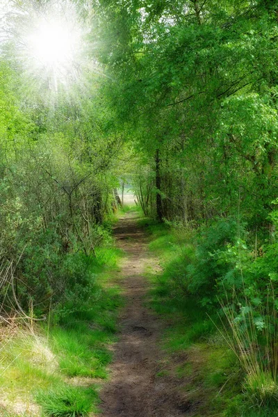 Scenic Pathway Leading Hidden Location Nature Danish Forest Springtime Secluded — Stockfoto