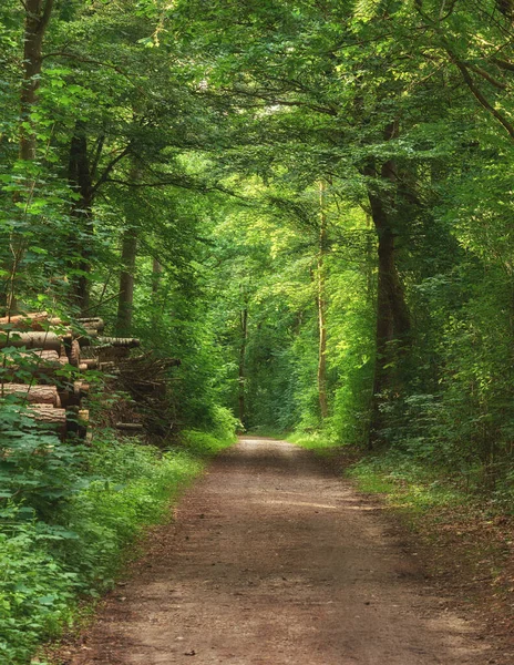 Scenic Pathway Surrounded Lush Green Trees Greenery Nature Danish Forest — kuvapankkivalokuva