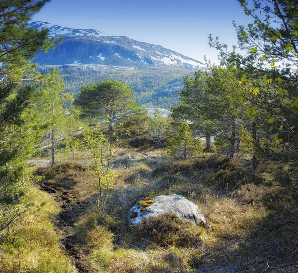 Tájkép Kilátás Fenyőerdő Hegyi Kék Másolja Tér Háttér Norvégiában Túrázás — Stock Fotó