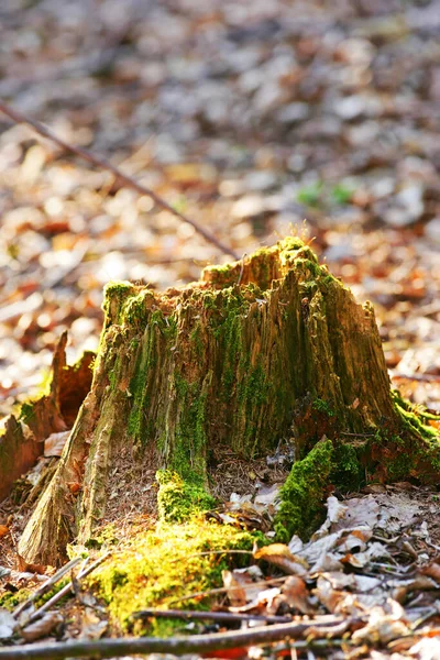 Ormandaki Eski Yosunlu Bir Ağaç Gövdesine Yakın Biyolojik Yaşam Döngüsünü — Stok fotoğraf