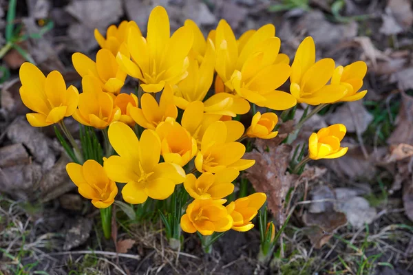 Zbliżenie Żółtych Kwiatów Krokusa Smakowego Rosnących Ogrodzie Góry Piękna Jasna — Zdjęcie stockowe