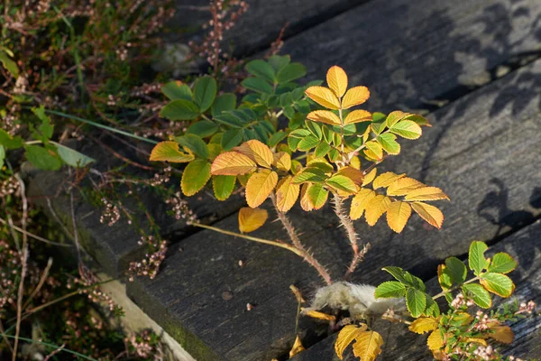 Closeup of a plant with autumn colors on a terrace. Beautiful green and golden or yellow leaves growing outdoors under bright sunlight. Thorny plants and branches on the ground during fall season.