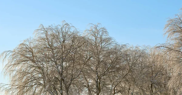 Живописный Вид Зимние Буковые Деревья Листьев Чистое Голубое Небо Пространство — стоковое фото
