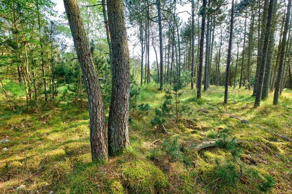 Widok Dzikie Jodły Cedr Lub Sosny Krzewy Rosnące Cichych Lasach — Zdjęcie stockowe