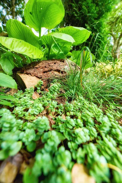 Closeup Tropical Plants Forest Nature Background Green Leaves Floral Growth — Zdjęcie stockowe