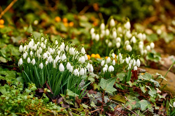 Zbliżenie Białych Wspólnych Kwiatów Śniegu Rośnie Przeciwko Zielonym Bokeh Skopiować — Zdjęcie stockowe
