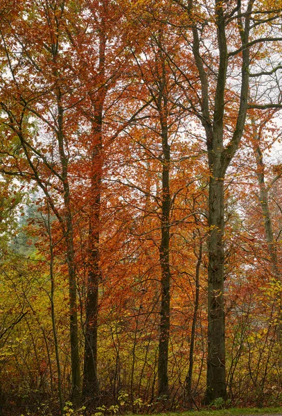 Wild Forest Autumn Wilderness Secluded Woodland Filled Big Trees Vegetation — Foto de Stock