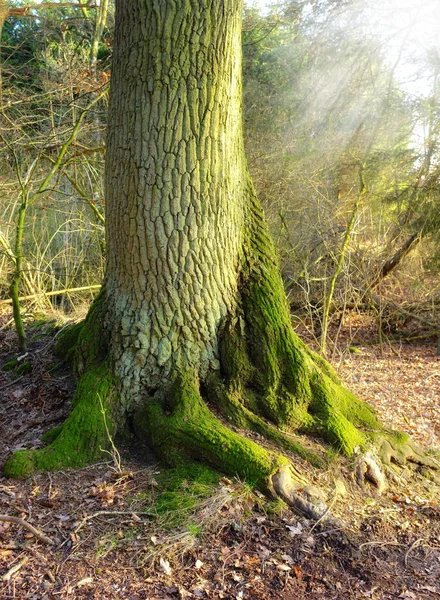 Tree Trunk Forest Forest Winter Landscape Nature Scene Old Trees — Stock Photo, Image