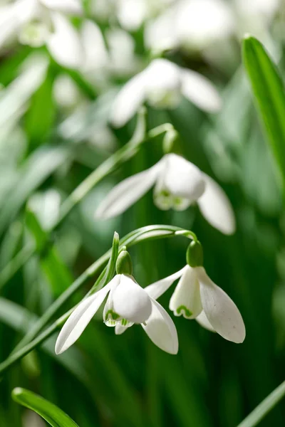 Closeup White Common Snowdrop Flower Growing Green Copy Space Background — Zdjęcie stockowe