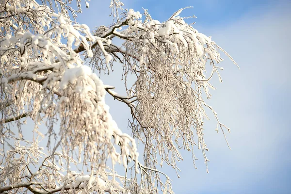 Snow Covered Tree Branches Blue White Sky Copy Space Closeup — ストック写真