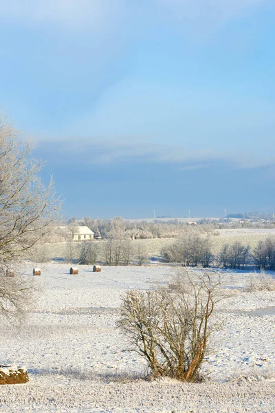 Bright White Snow Landscape Countryside Dry Shrubs Blue Sky Cold — 스톡 사진