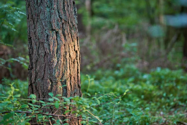 Tułów Drzewa Odizolowany Jasnym Kolorowym Tle Lasu Liściastego Kora Drzewa — Zdjęcie stockowe