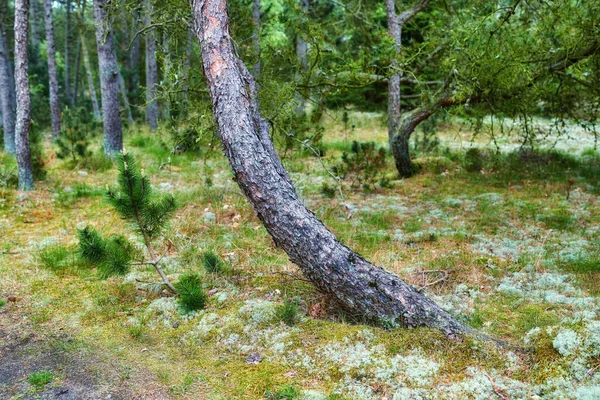 Dennenbomen Groeien Een Bos Met Groene Planten Scenic Landschap Van — Stockfoto
