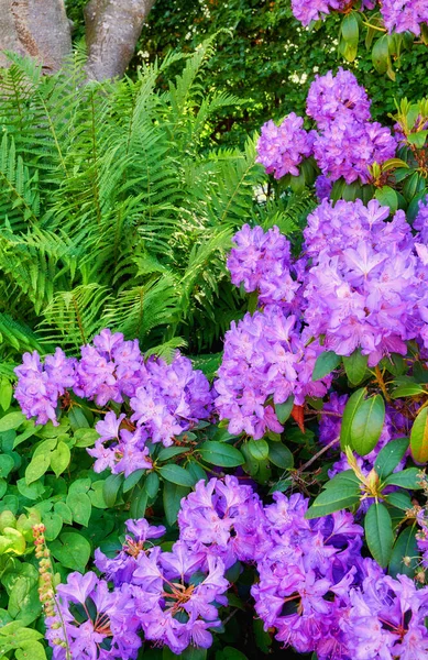 Garden Purple Rhododendron Flowers Growing Lush Green Leaves Outdoors Nature — Fotografia de Stock