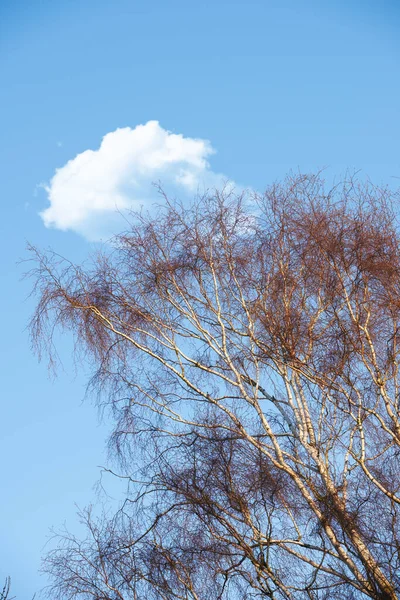 Низкий Угол Обзора Осенних Буковых Деревьев Листьев Голубое Небо Облаками — стоковое фото