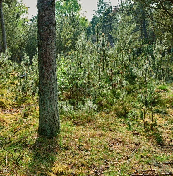 Trunk Van Een Dennenboom Een Bos Berg Tussen Struiken Groen — Stockfoto