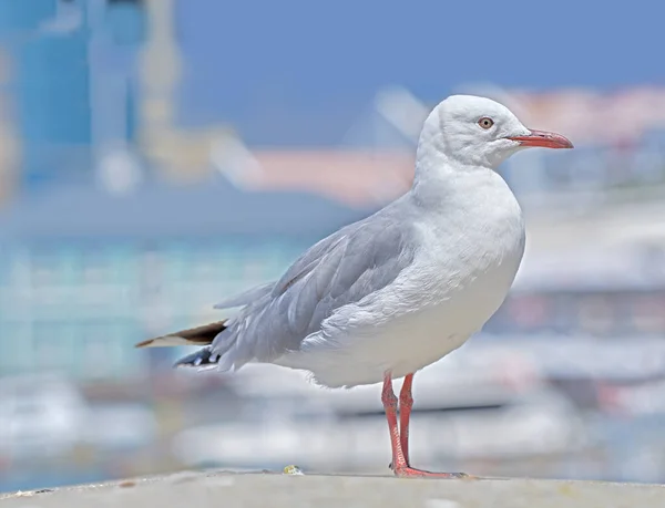 One Seagull Sitting Old Sea Pier Harbor European Herring Gull — Photo