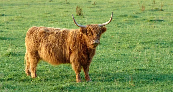 Grass Fed Highland Cow Farm Pasture Grazing Raised Dairy Meat — Stockfoto