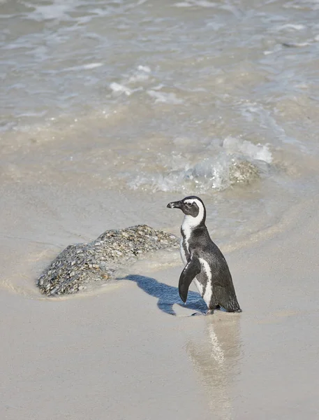 Egy Pingvin Áll Sekély Tengervízben Egy Röpképtelen Madár Tengerparton Természetes — Stock Fotó